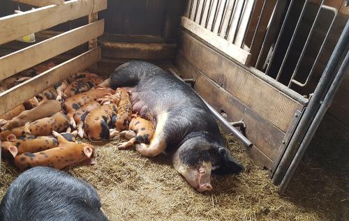 Queen-farm-pigs