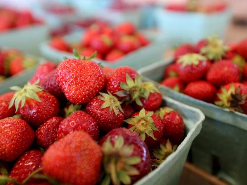 queen farm strawberry montreal