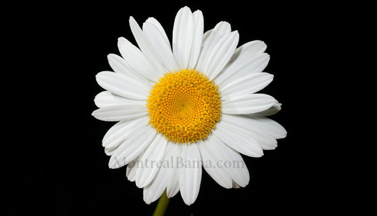 گل فروشی وحید