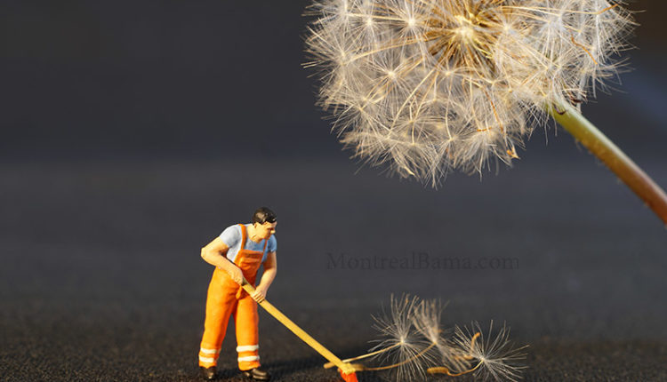 خدمات منزل -- امیری